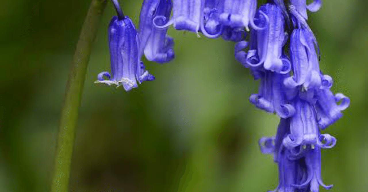 4 25誕生花 English Bluebell シンちゃん Note 4 25誕生花 English Bluebell シンちゃん Note