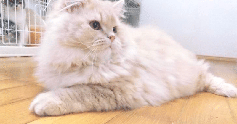 愛猫 マフィン伯爵との同居生活日記 1日目 N S Hope代表 Note