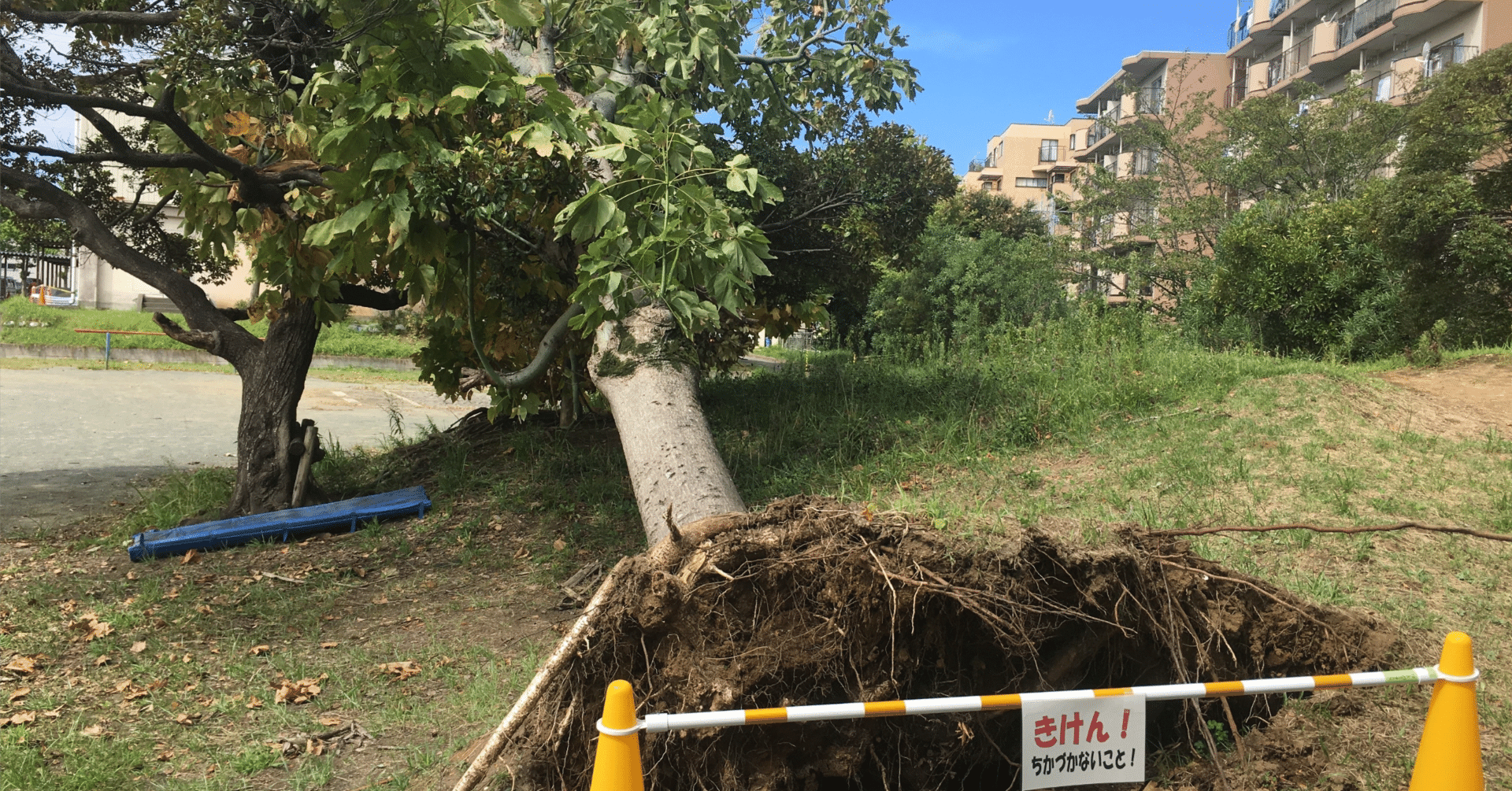 🌳 木が「根っこから」倒れる理由〜倒木は突然ではなく、土の中で起き