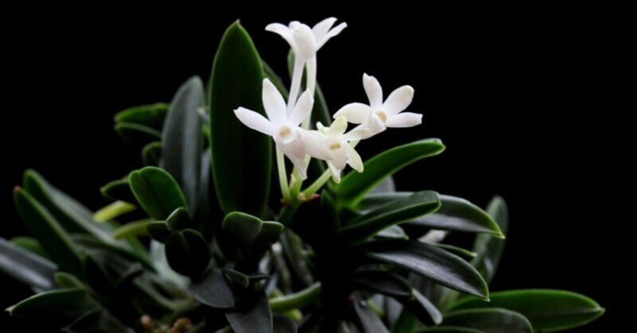 富貴蘭「兜丸」の花（過去の画像倉庫から）｜KJ Morison