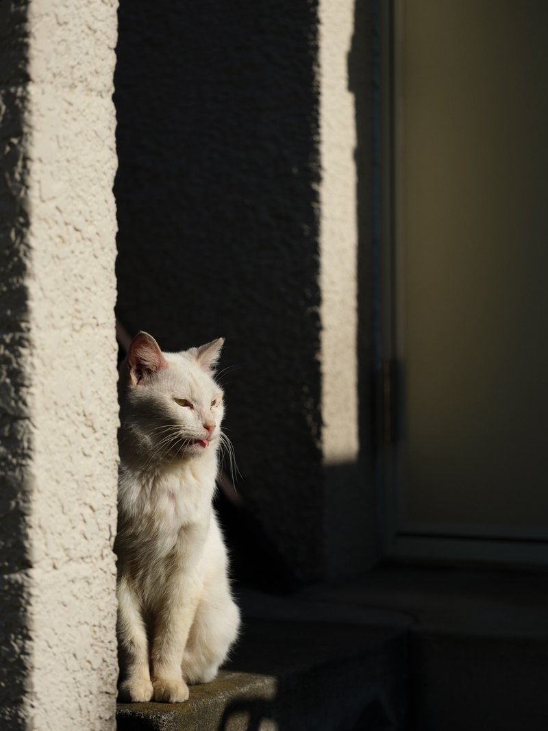 光 一瞬 14 西日と影と舌をだす猫 阪井壱成 元陸上自衛官のヒトねこ写真家 Note