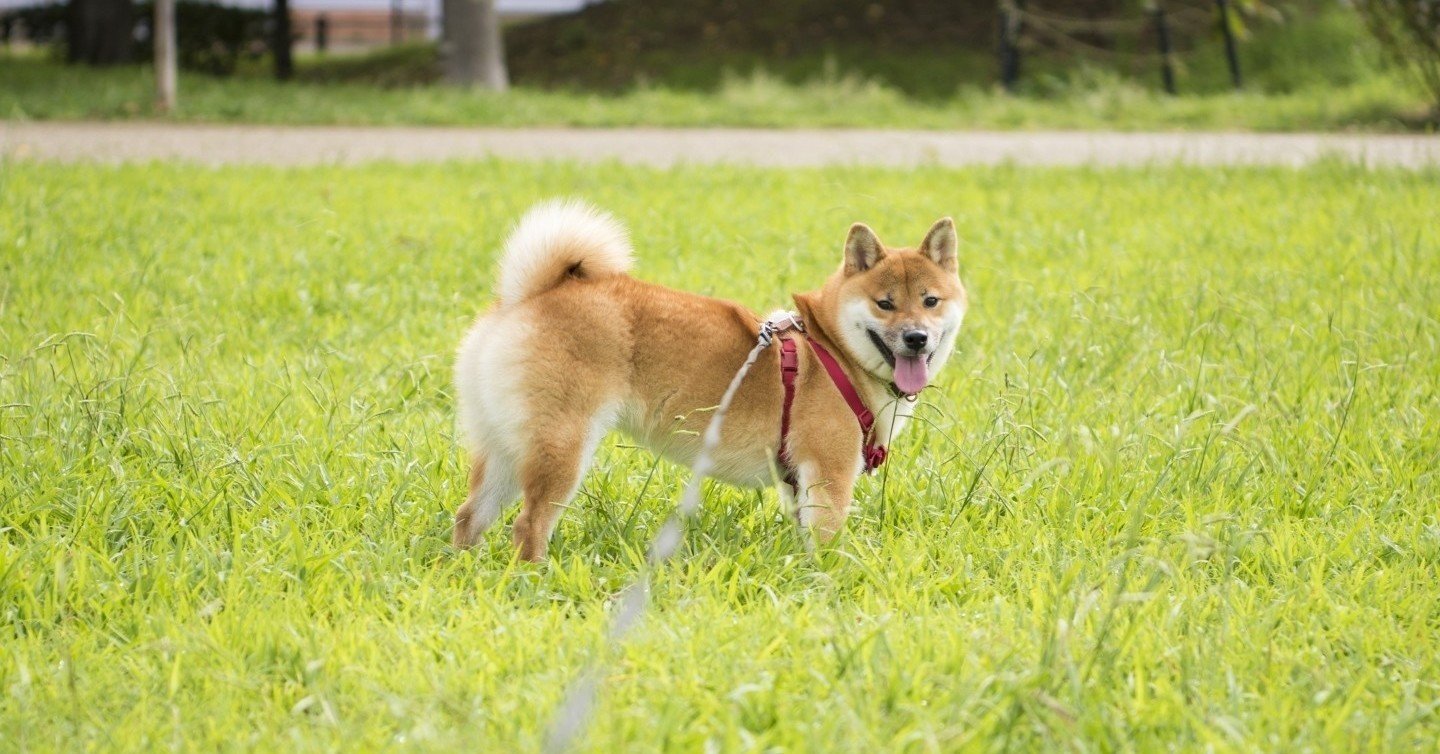 悪い癖 お散歩中にコマンドを聞いてくれない Y I Dog Academy Note 悪い癖 お散歩中にコマンドを聞いてくれない Y I Dog Academy Note