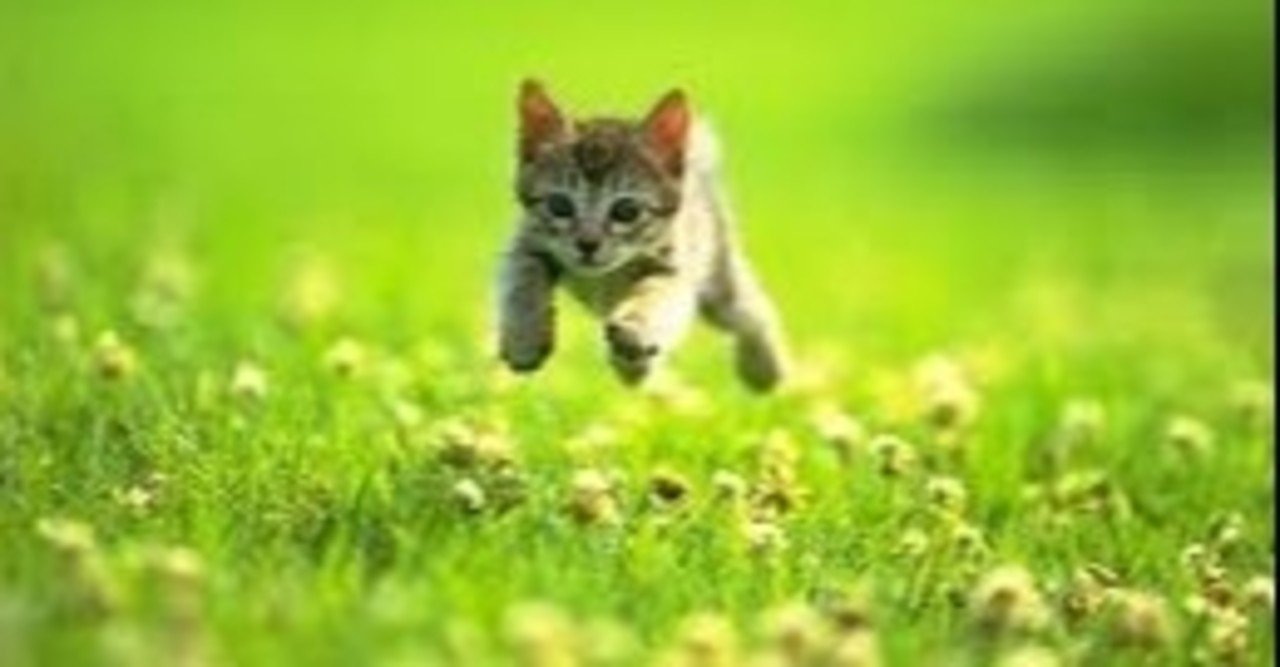 一度は誰でも経験したことのある 幸福のしっぽ のたとえ 丸々 Note