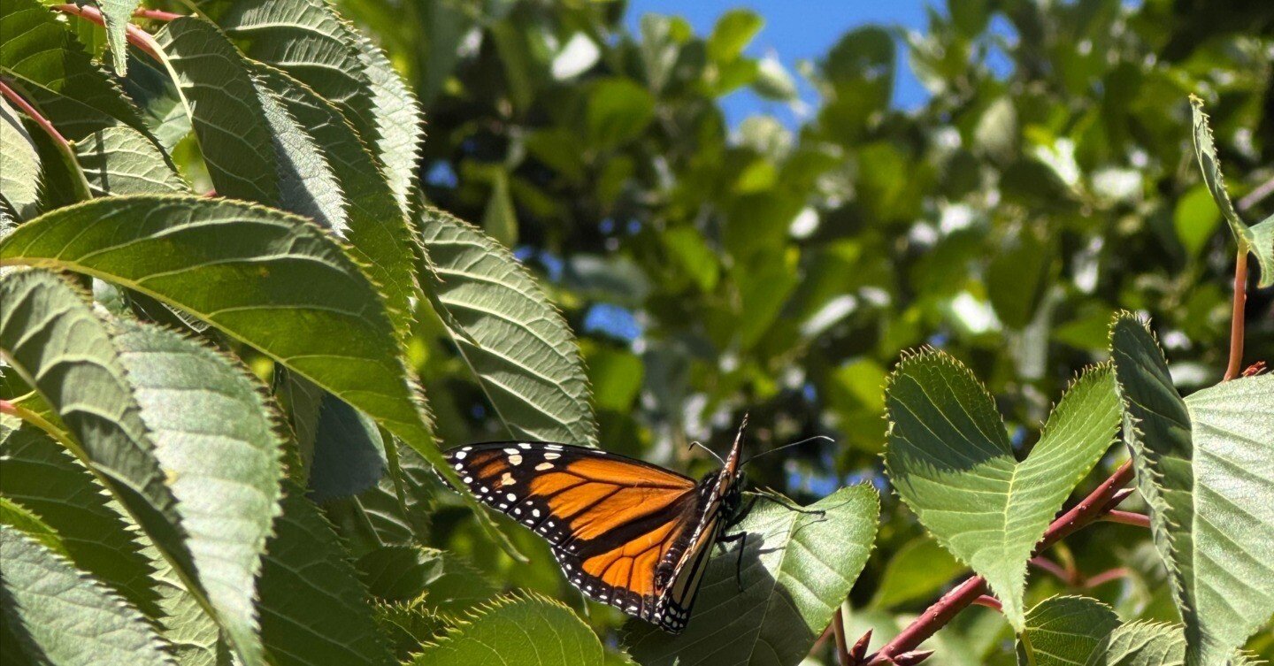 木の枝からぶら下がっているオオカバマダラの蝶の写真 – Unsplashの蝶の無料画像, image size:1440x753