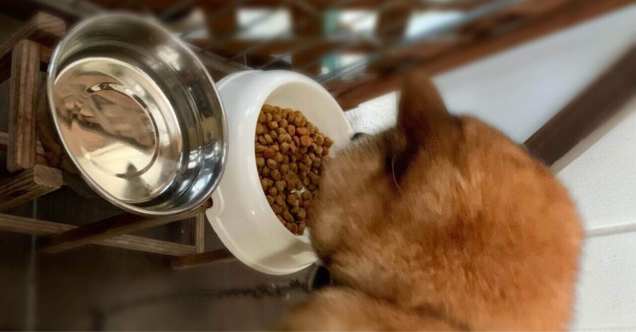 犬猫の簡単餌台作り｜あおみかん