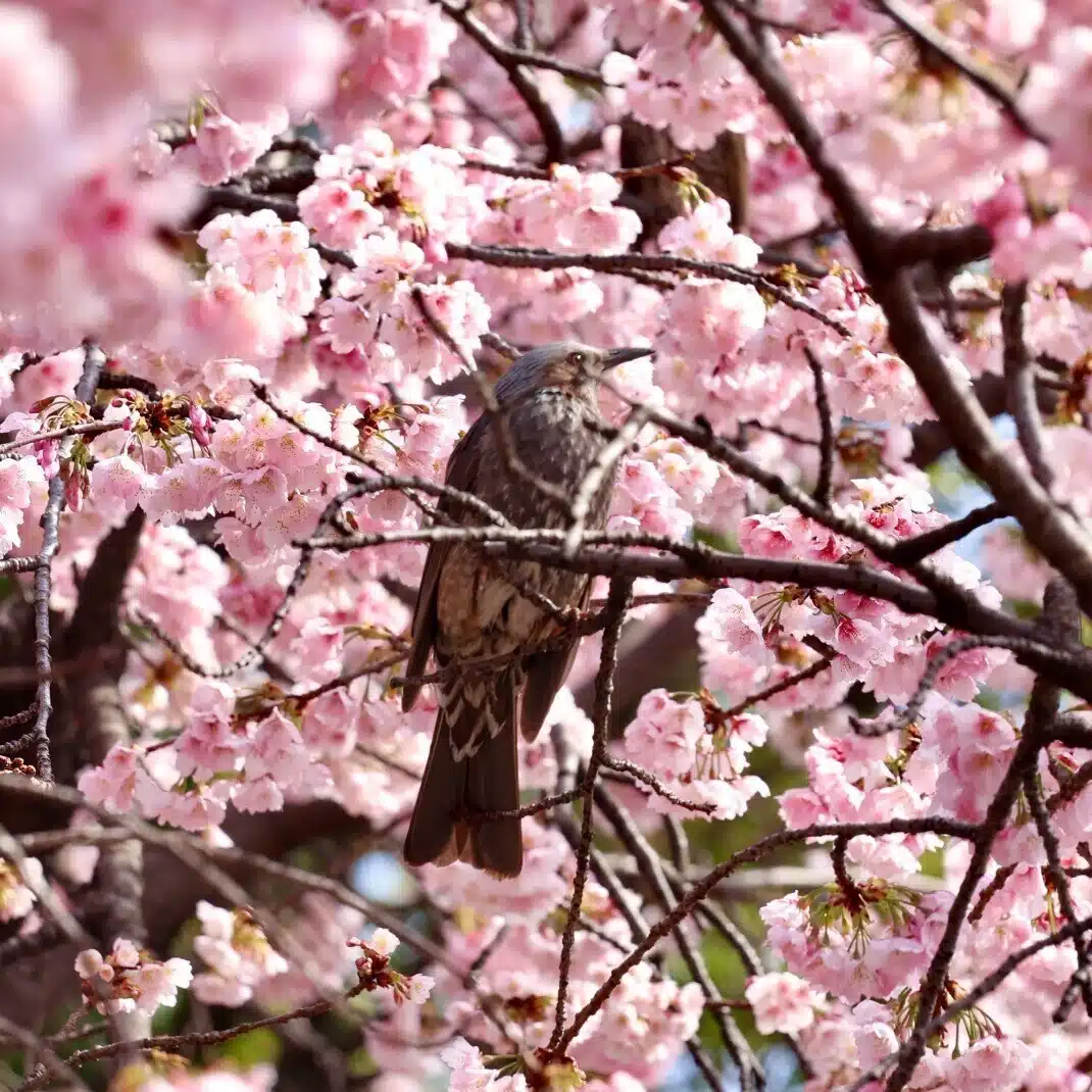 だいず