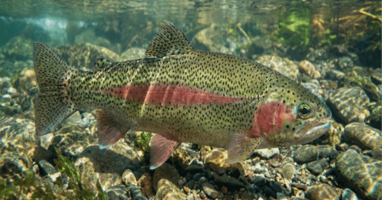 ニジマス｜用語集