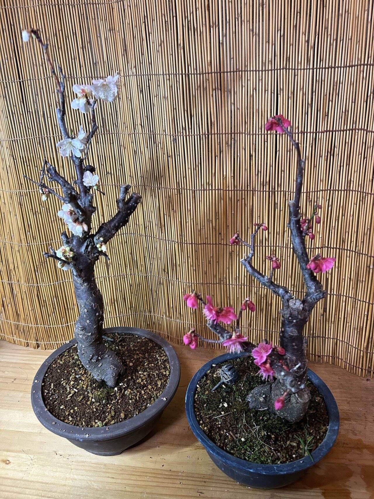 梅ちゃんが咲いてしまいました。｜Monkichi