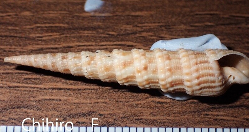拾いに行くならこんな貝殻 - イモガイ｜Chihiro_F｜note