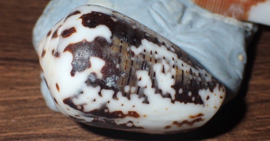 拾いに行くならこんな貝殻⑰ニシキミナシガイ、タガヤサンミナシ