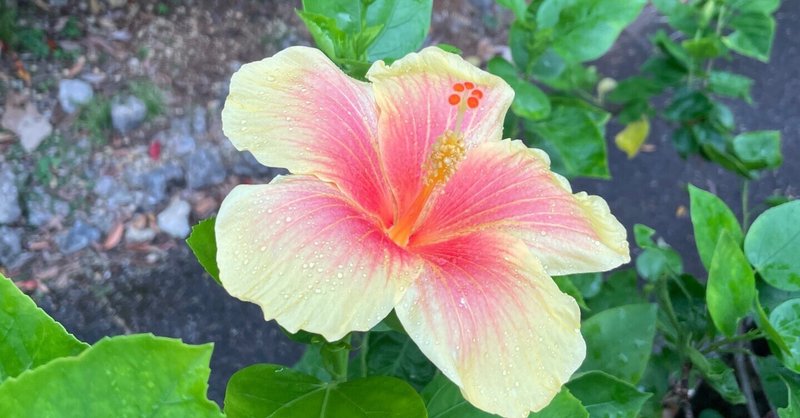 もっさん。｜note