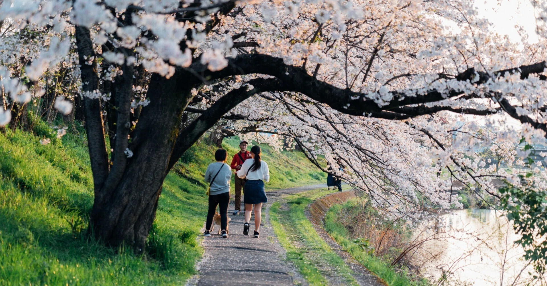 国立桜並木の昼夜風景高解像度写真　2Ｌ判写真　4枚　セート rectangle_large_type_2_b4a5ffa