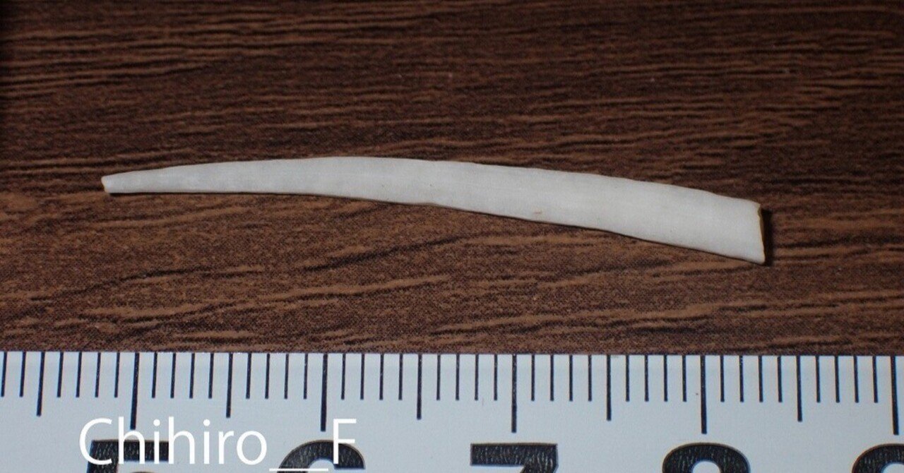 拾いに行くならこんな貝殻⑱マクラガイ、シマアラレミクリ