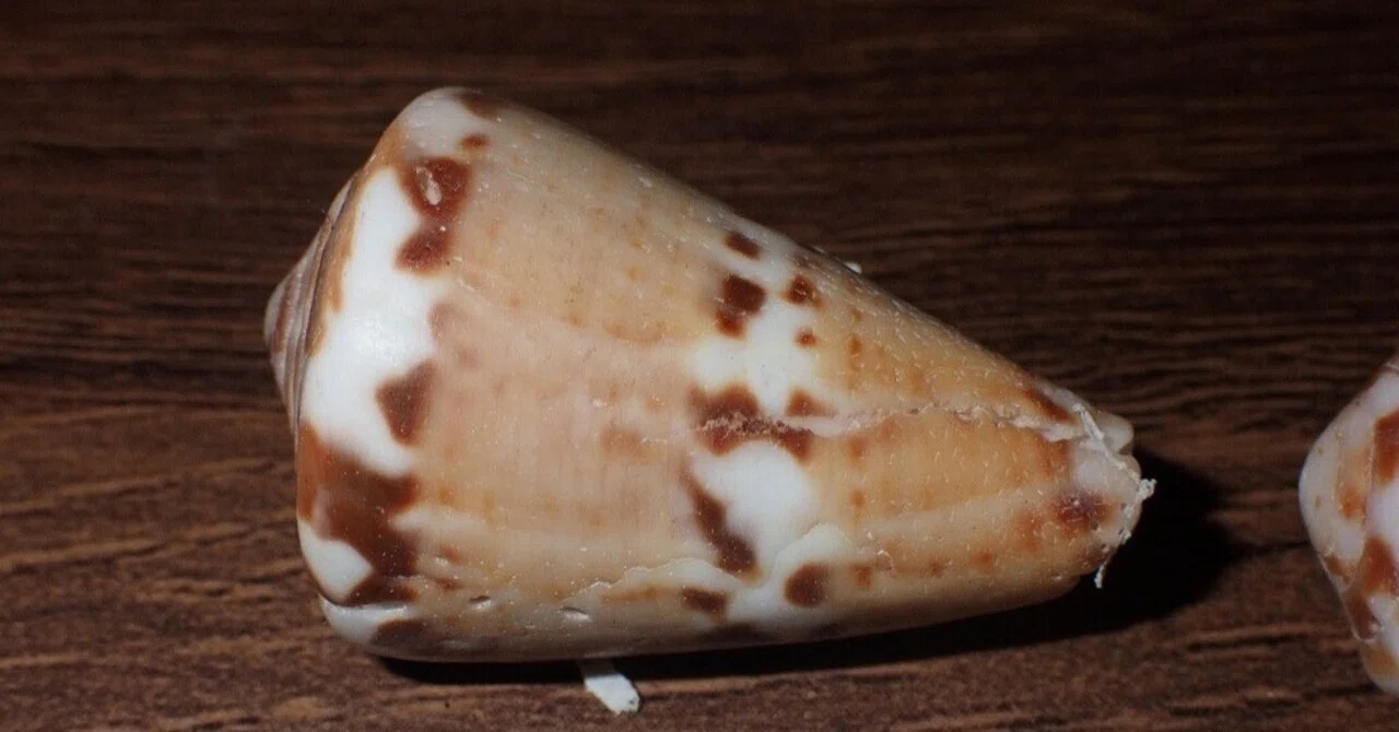 拾いに行くならこんな貝殻⑲エガイ、ナガツクシ、ナガツクシ