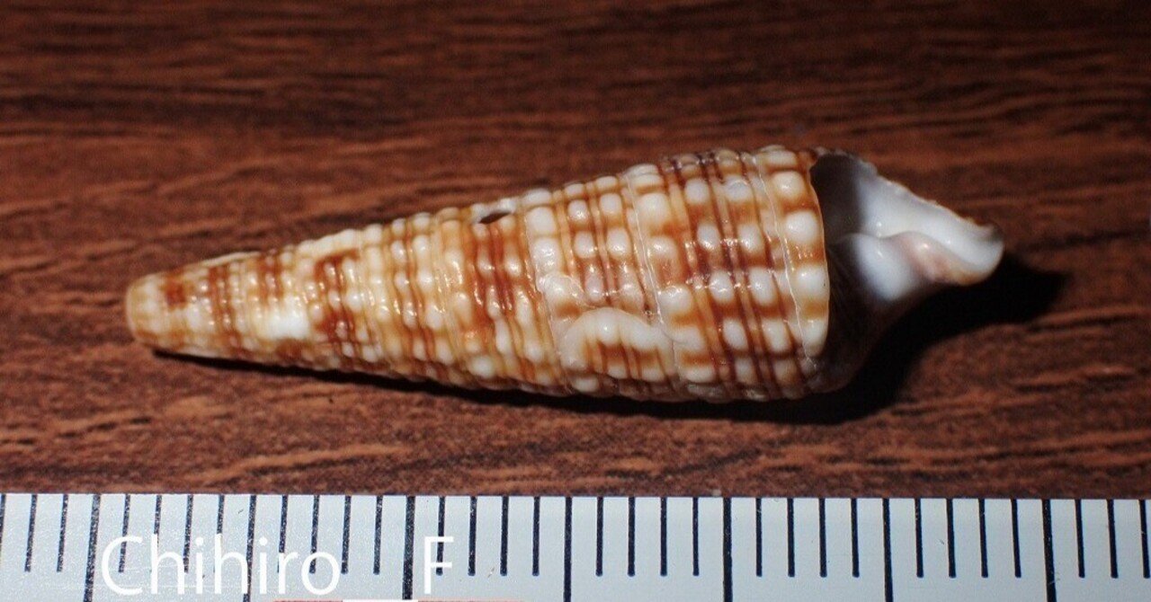 拾いに行くならこんな貝殻⑳ヨフバイ、カワニナ、カニモリガイ