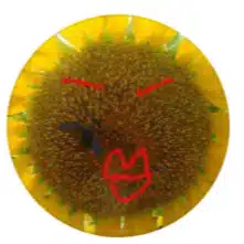 suzurindo