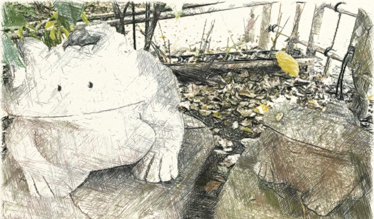 分からないと認めてしまえば 風埜いろは Note