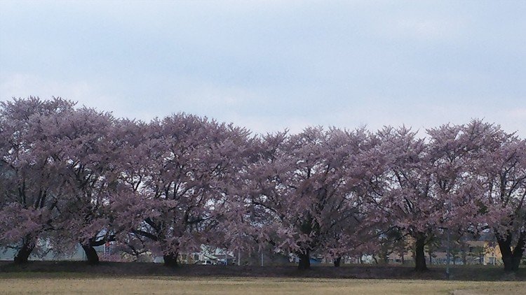 近くにある中学校のグランドの🌸は、もう散り地面は桜の絨毯🎶