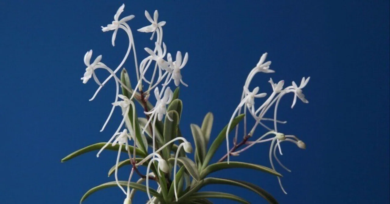 富貴蘭「寒霞渓」の花（過去の画像倉庫から）｜KJ Morison