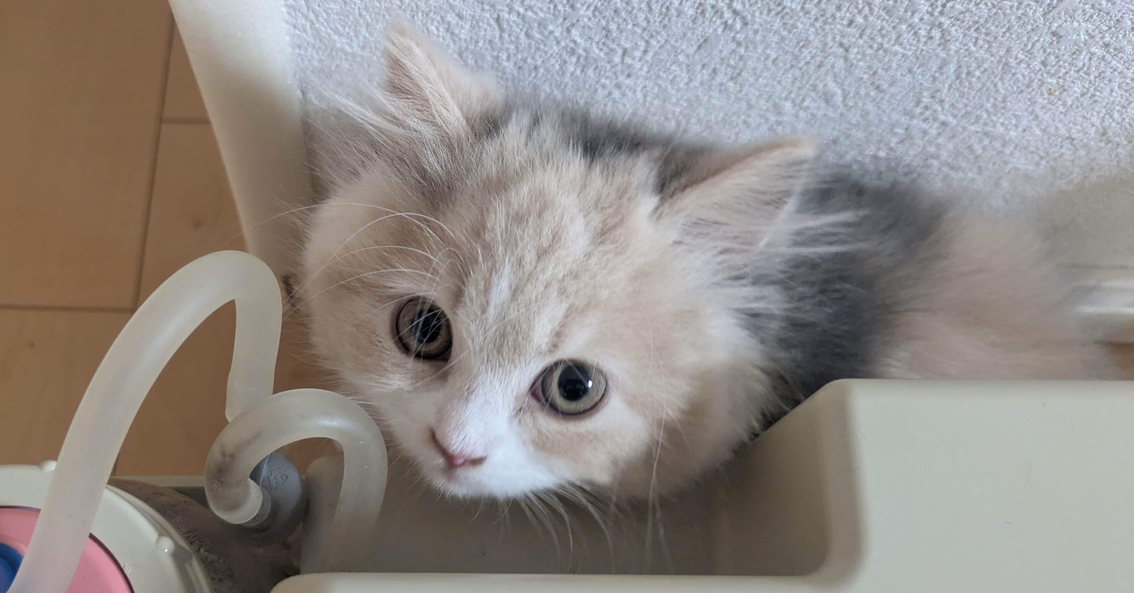 ★ネコハハページ★ 楽天市場】NECOしっぽニュースペーパーバック トート バッグ カバン 猫