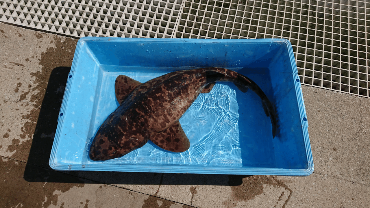ご自宅にサメを直送 承ります シャークジャーナリスト沼口麻子 Note