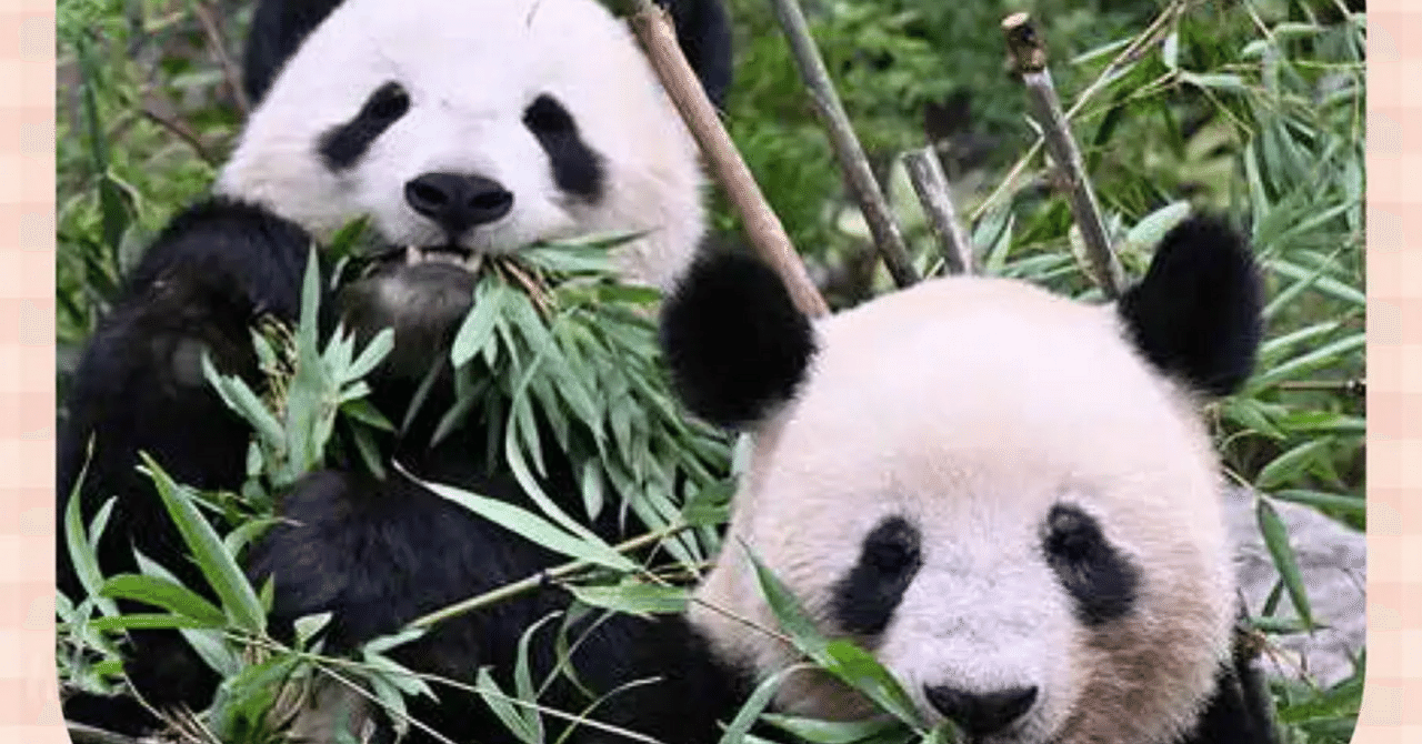 トライエックス「ありがとう！シャオシャオ＆レイレイ 思い出