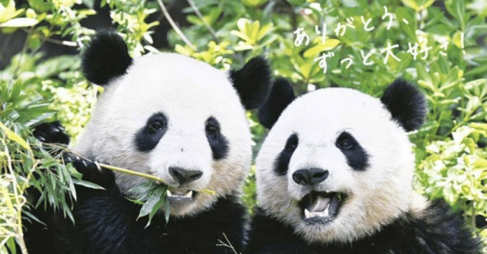 予告※】1月15日発売決定！宝島社『シャオシャオ＆レイレイ ラスト写真