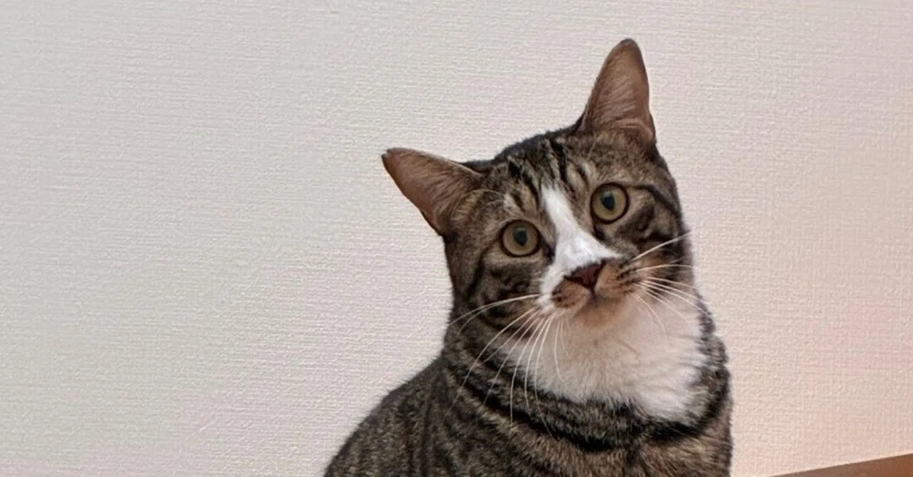 If you're not careful, a cat will slide right into your life.｜中村テッセン
