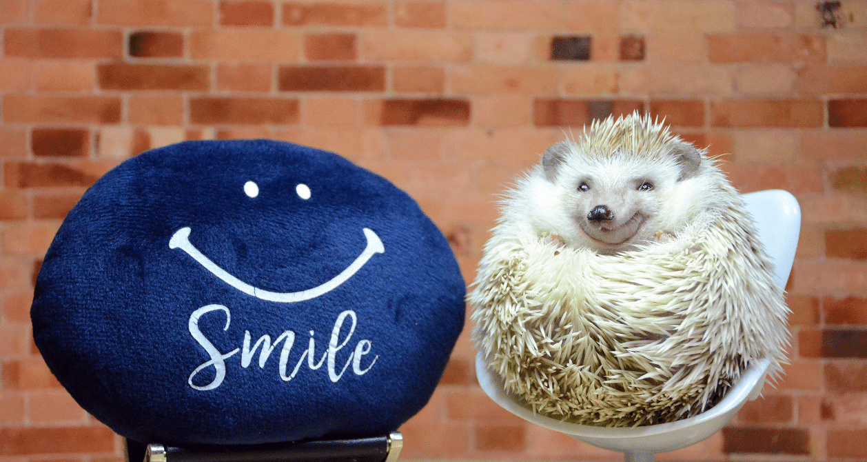 考えるハリネズミ Lisa Larson｜HEDGEHOG ［ハリネズミ］キーホルダー - hushykke