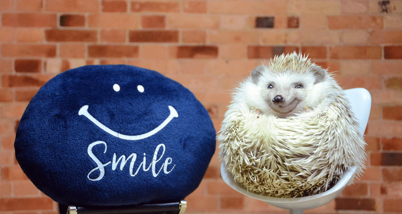 ハリネズミのこと - 2025-05｜絵利蔵｜note