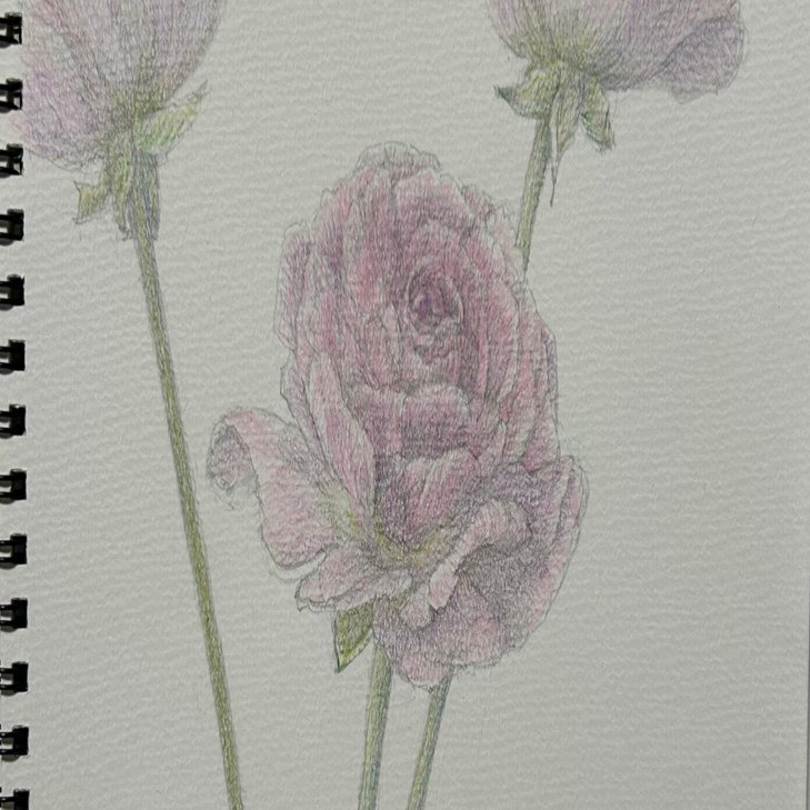 色鉛筆画『スイートピー』『薔薇』｜momenaga