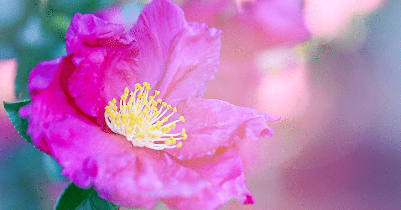 散り際に宿る、美しさ｜Floral Rhythm〜花のことば〜, image size:1280x670