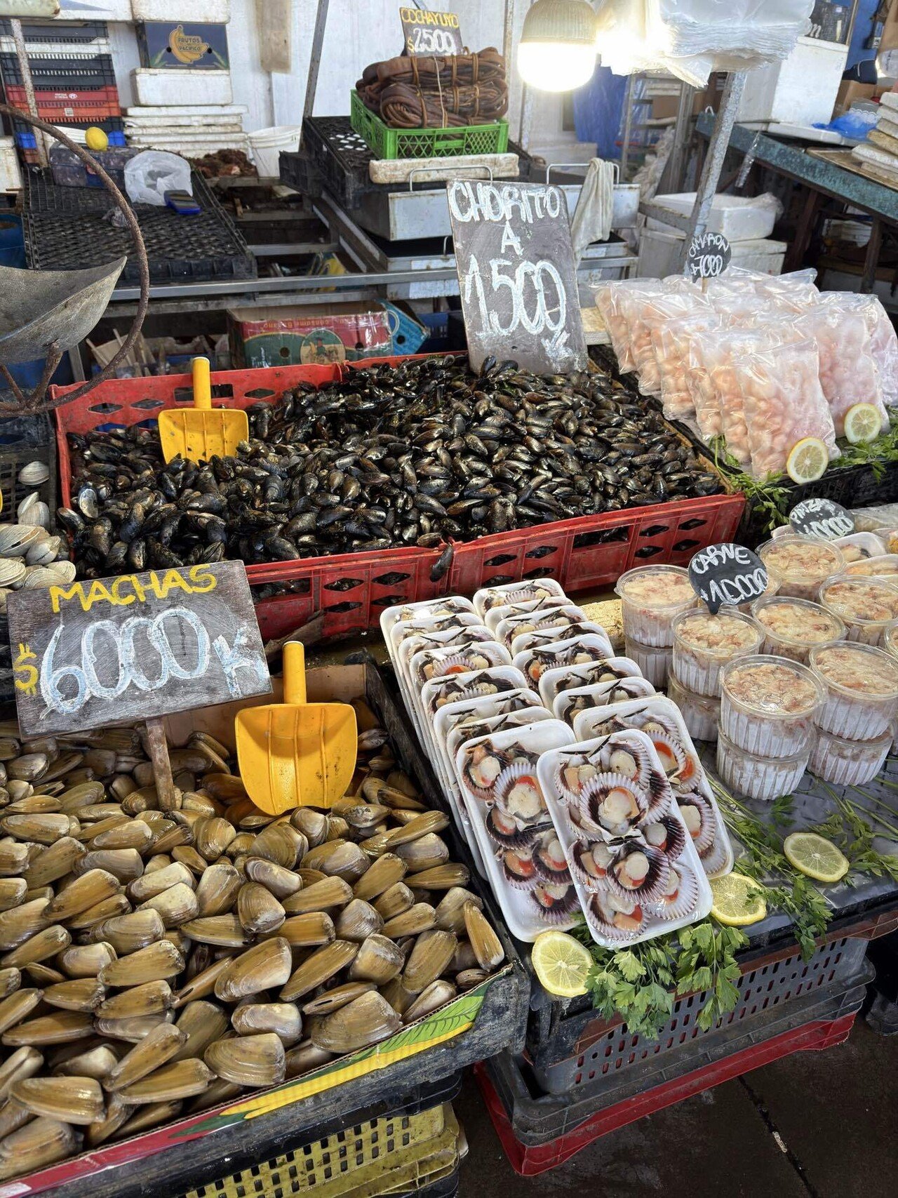 世界一周再出発day50「モアイ像を見る」inチリ｜みやか / 世界一周