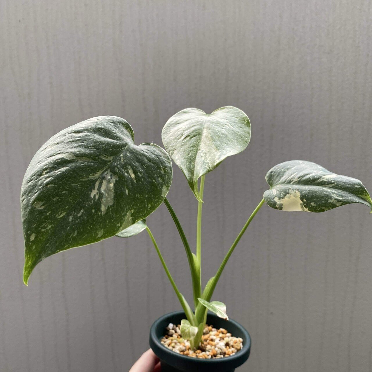 モンステラ お譲り先 決まりました。ありがとうございます。 悩ましきモンステラ・タイコンステレーションの観察｜カメリア