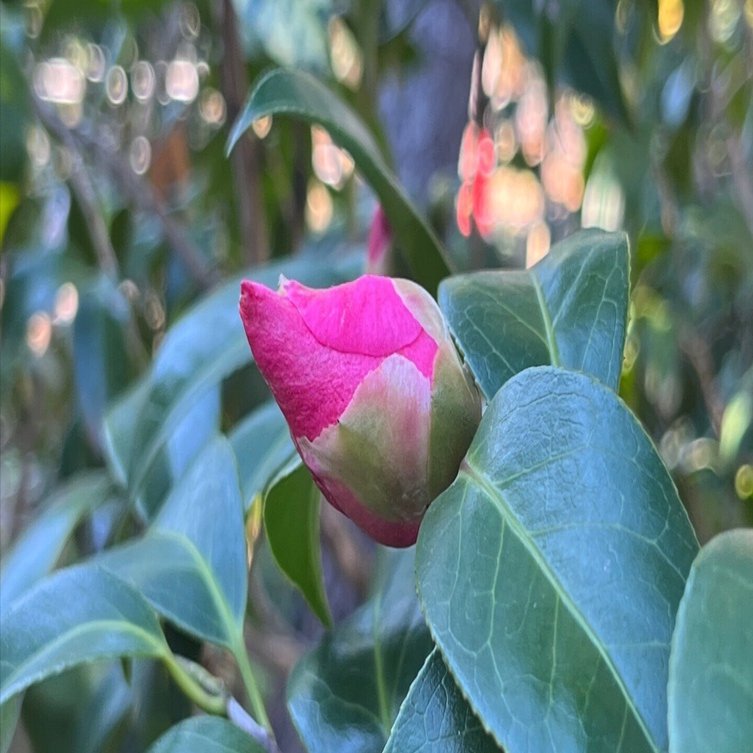 椿が気づかせてくれた去年からの大変化｜みのり🌹Ayesha Sound