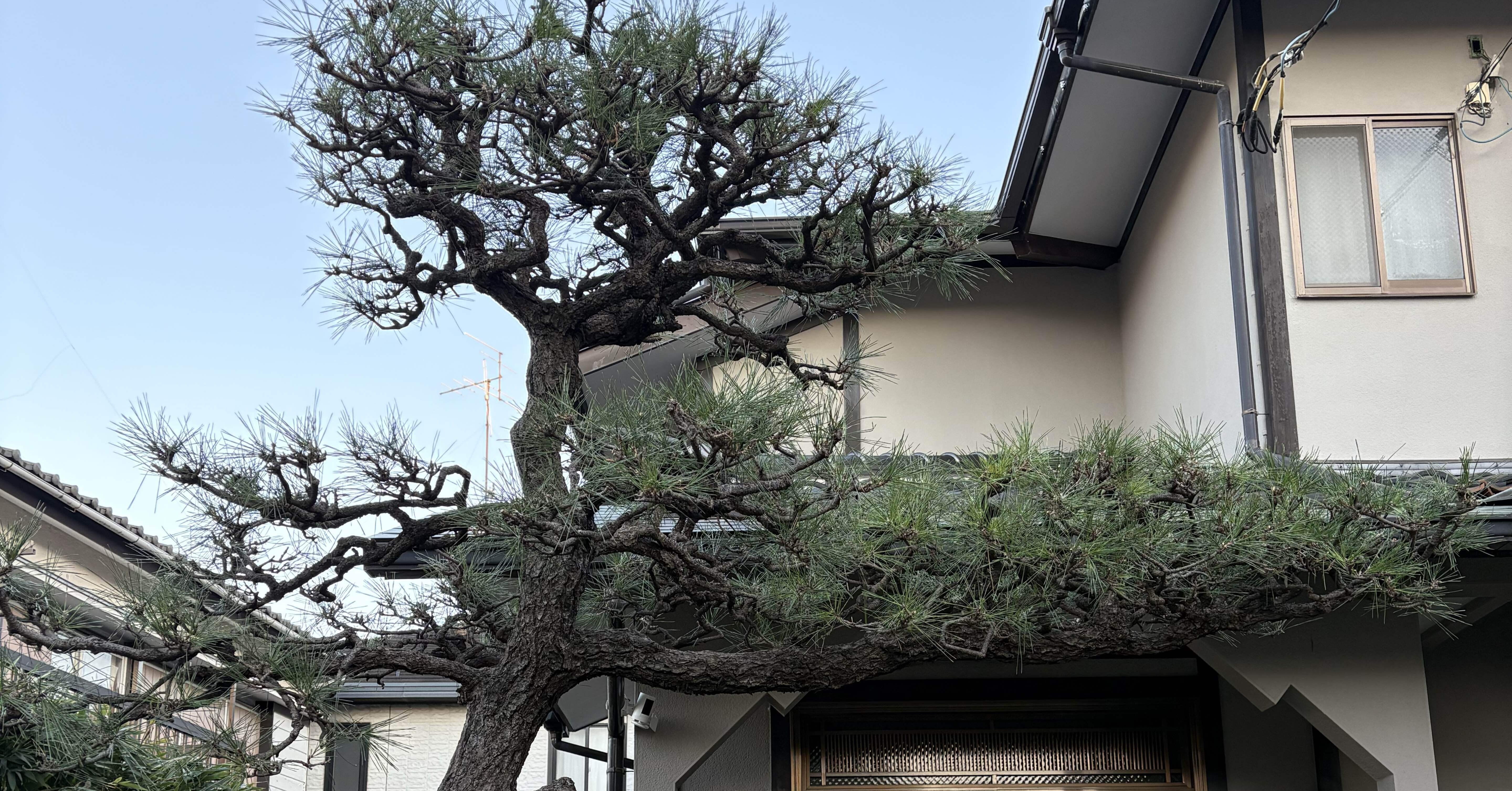 門かぶり松とは？和風住宅に欠かせない存在｜フラワーライフ研究会の