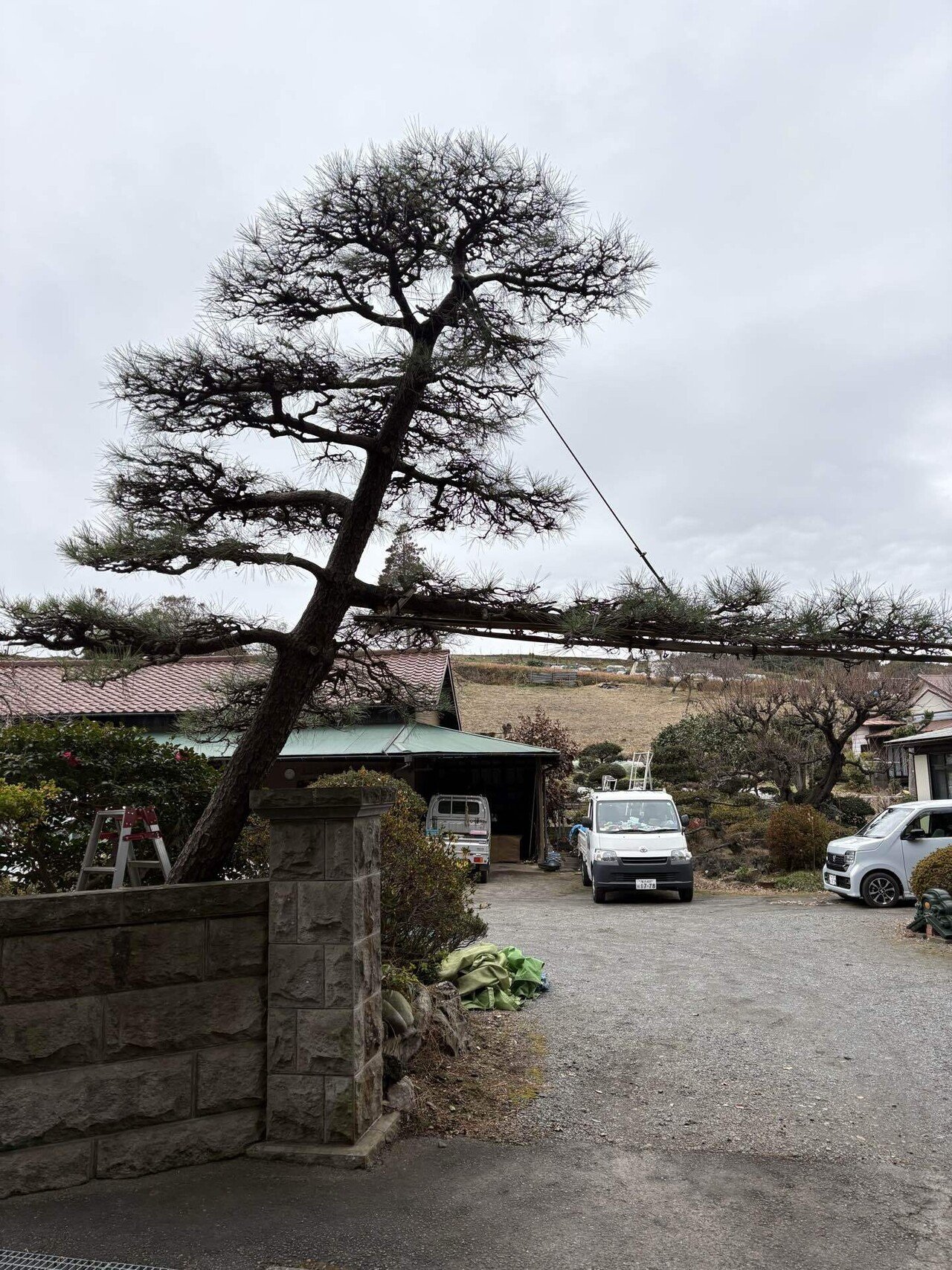 門かぶり松とは？和風住宅に欠かせない存在｜フラワーライフ研究会の