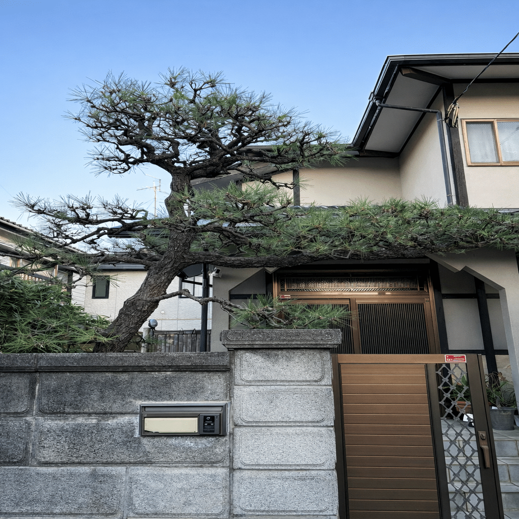 門かぶり松とは？和風住宅に欠かせない存在｜フラワーライフ研究会の