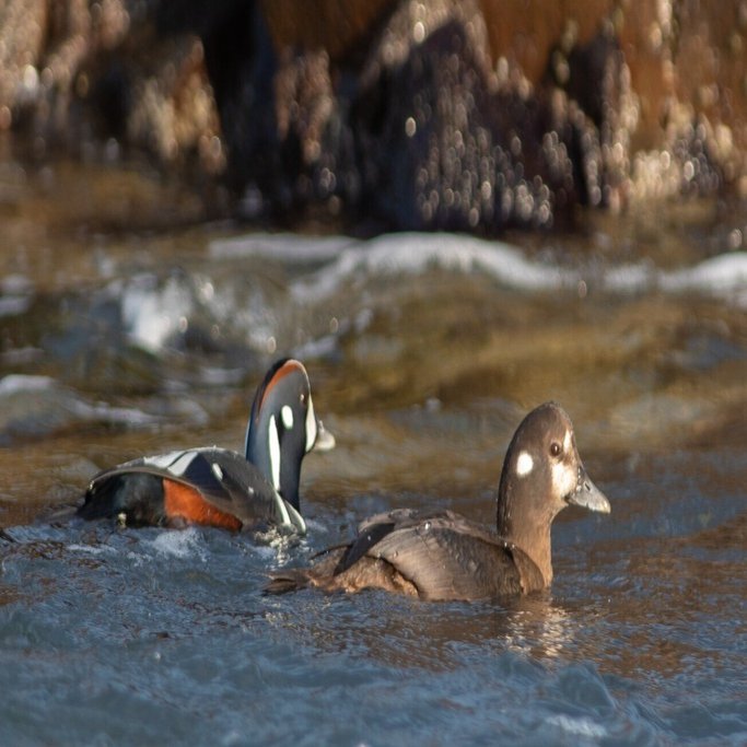 シノリガモ｜中林 義博