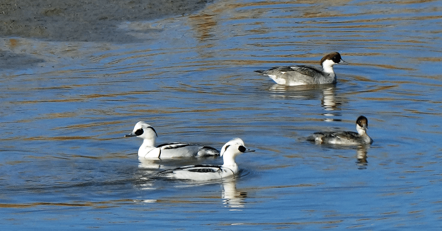 野鳥】2025-16 ミコアイサ｜Chacoder