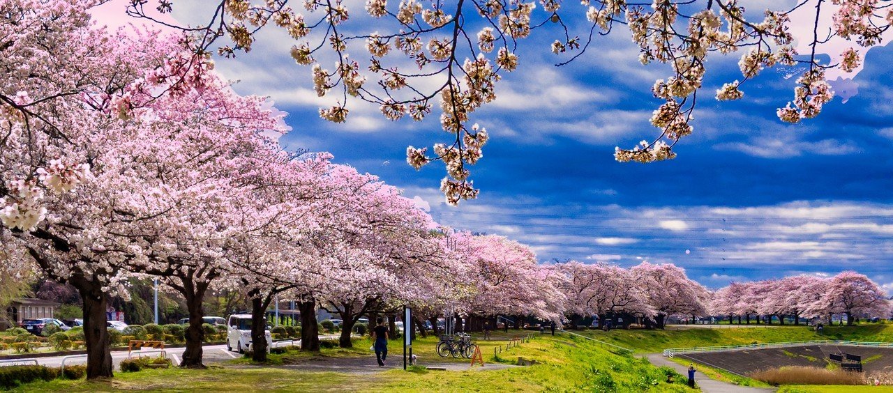 春の花 桜並木 えっぐらす Note 春の花 桜並木 えっぐらす Note