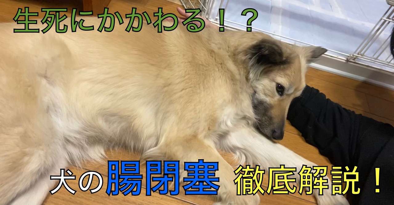 とっても怖い 犬の腸閉塞 イレウス ドッグライフサポーター 獅子パパ Note