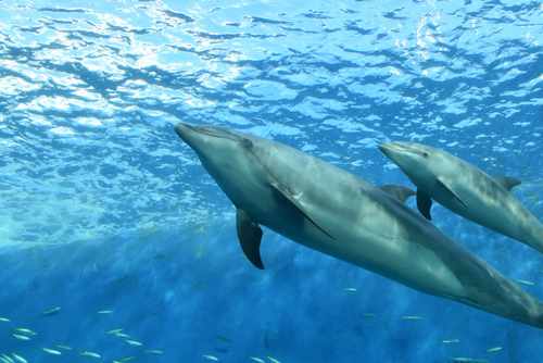 みんなのオンライン水族館 の15日間を振り返って ありぺい Note
