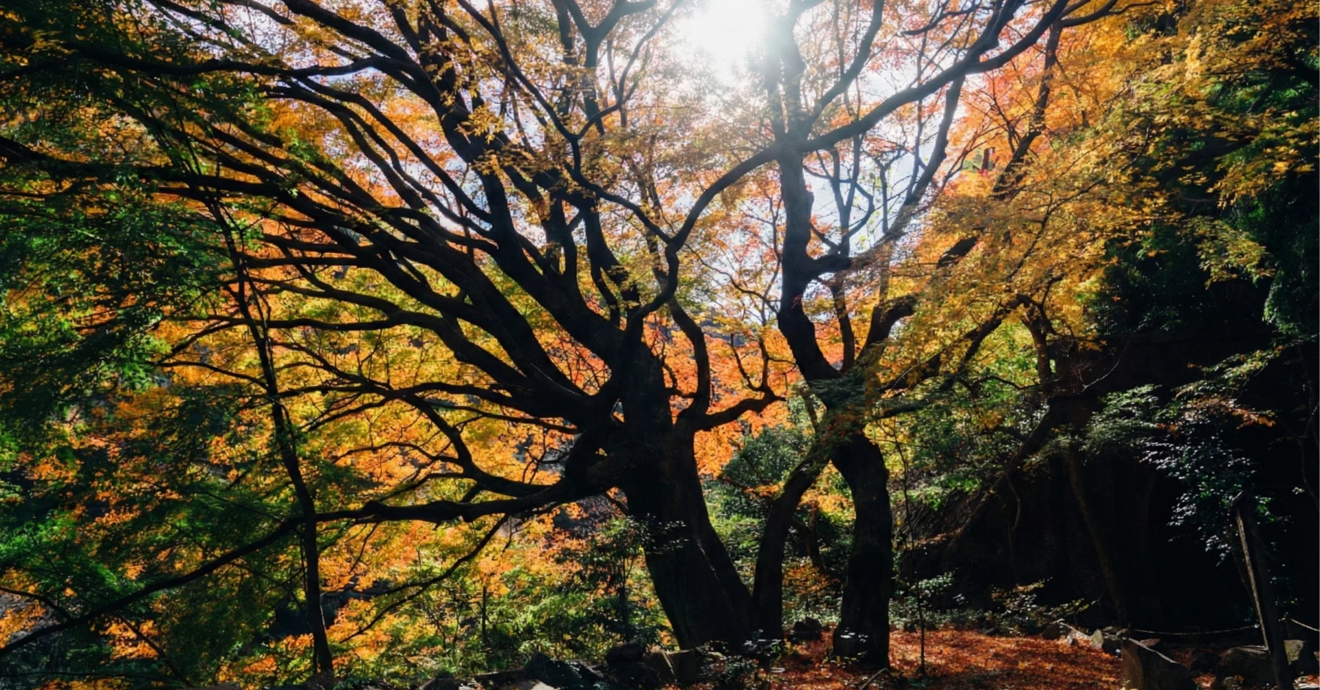 暗闇に浮かぶ幻想的な景色｜愛岐トンネル群の秋公開（愛知）｜Sakak
