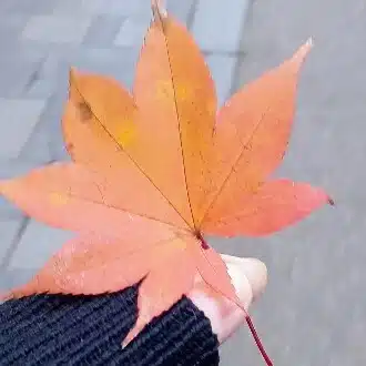 美月