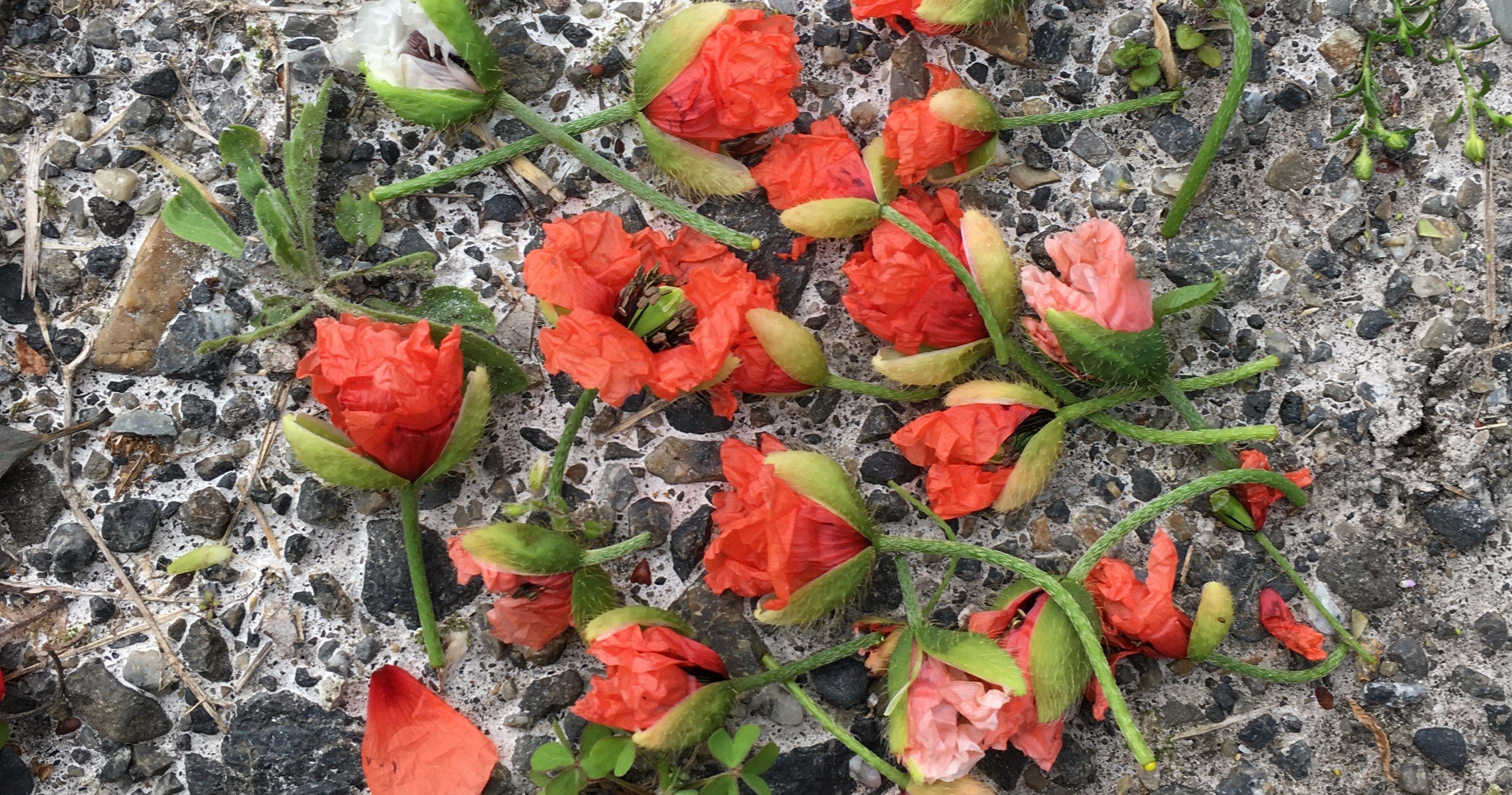 ナガミヒナゲシ Shino Note