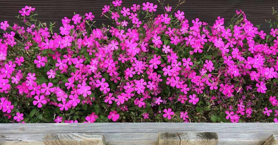 シレネ ピンクパンサー Ace Note