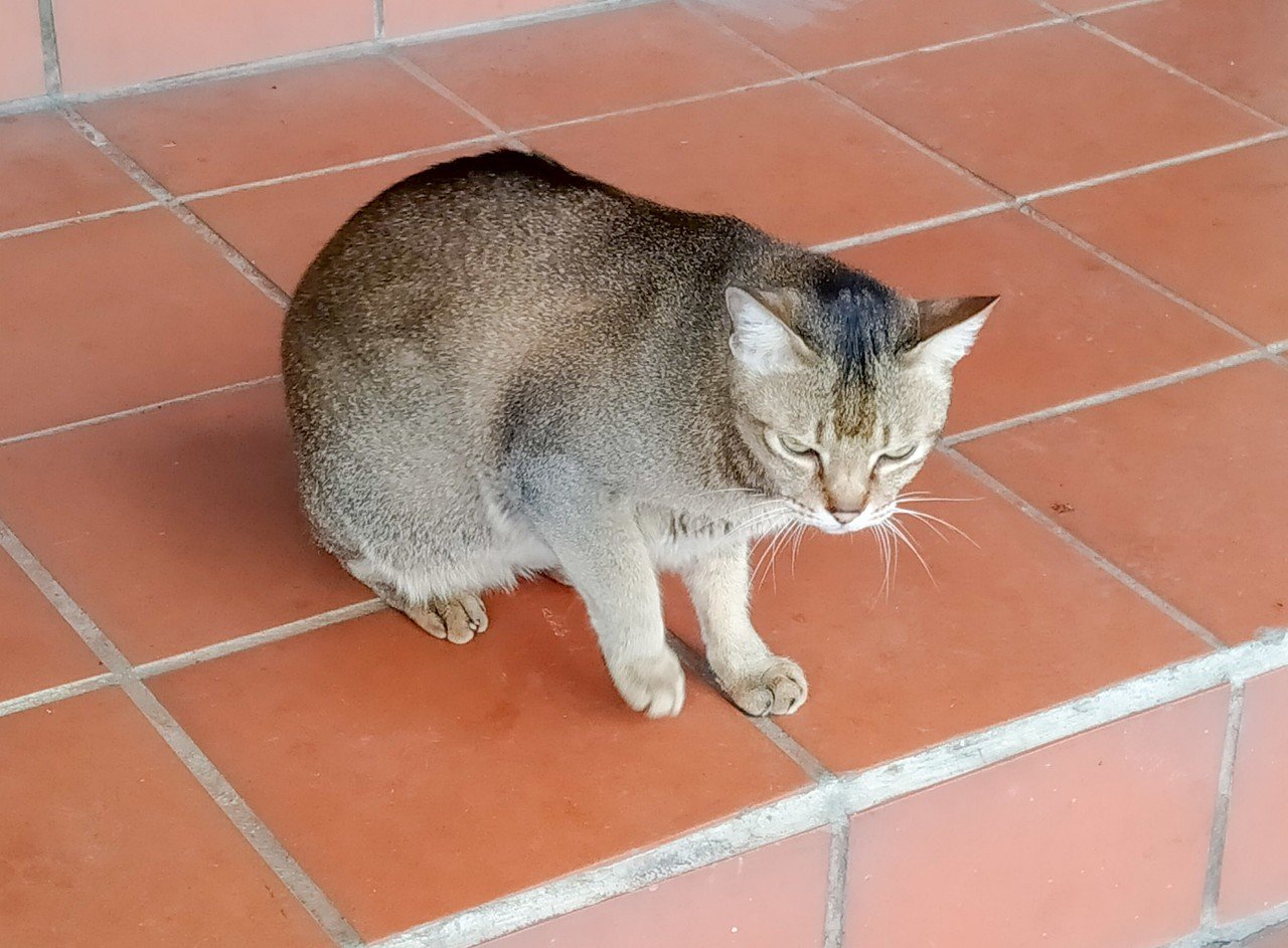 バイクの上の猫 Hoz 臺灣角落 Note バイクの上の猫 Hoz 臺灣角落 Note