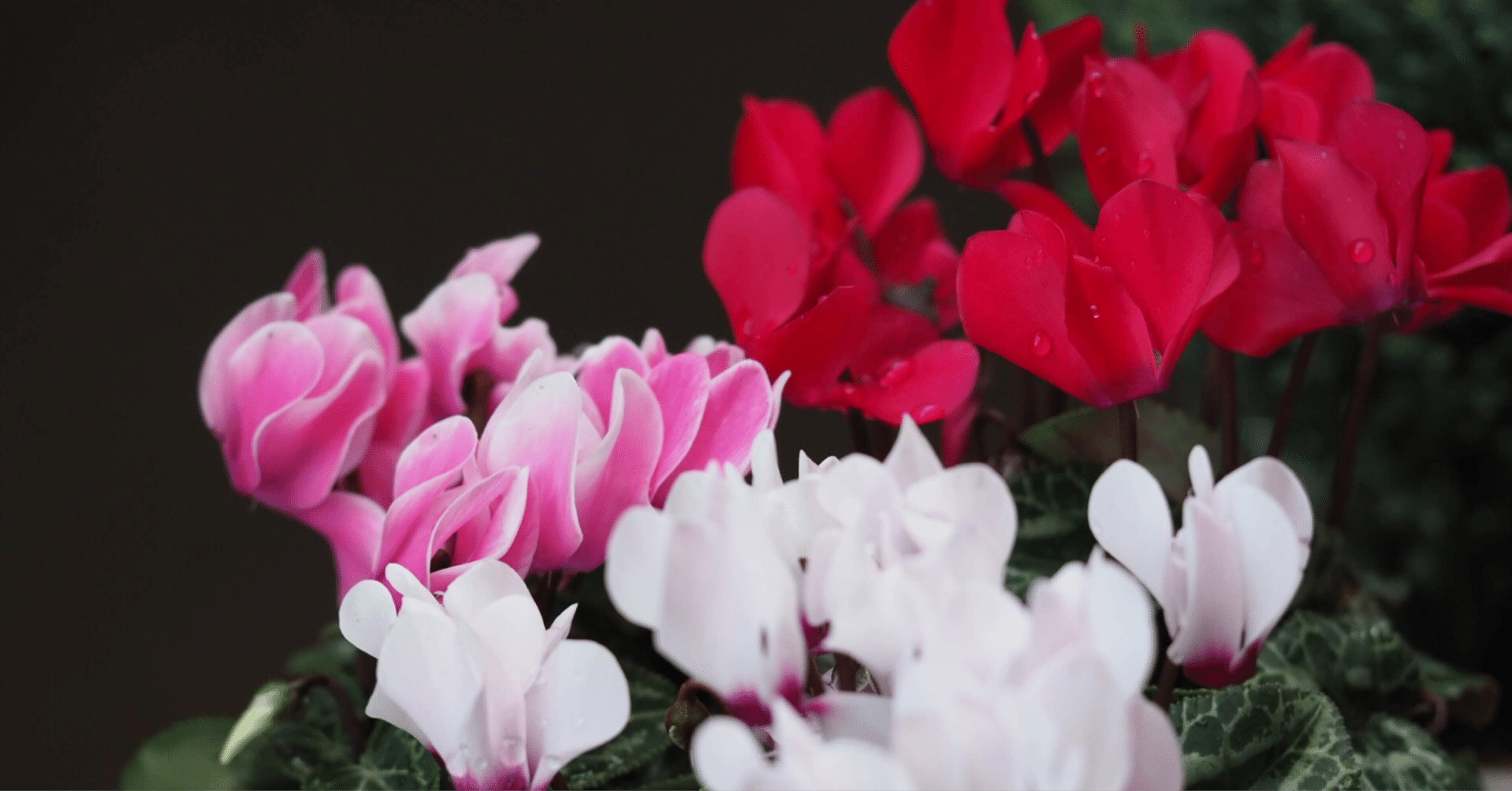 ❣️シクラメンです。２点おまとめ ❣️シクラメンです。2点おまとめ ❣️シクラメンです。2点おまとめ