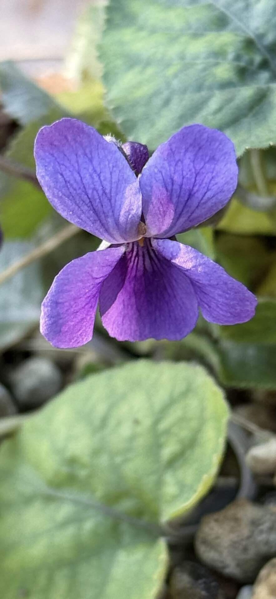 スイート バイオレット ナポレオンが愛した香りの高いスミレ｜EGGSEED